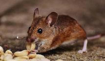 24 Hour & Emergency Exterminators in Skipwith, VA